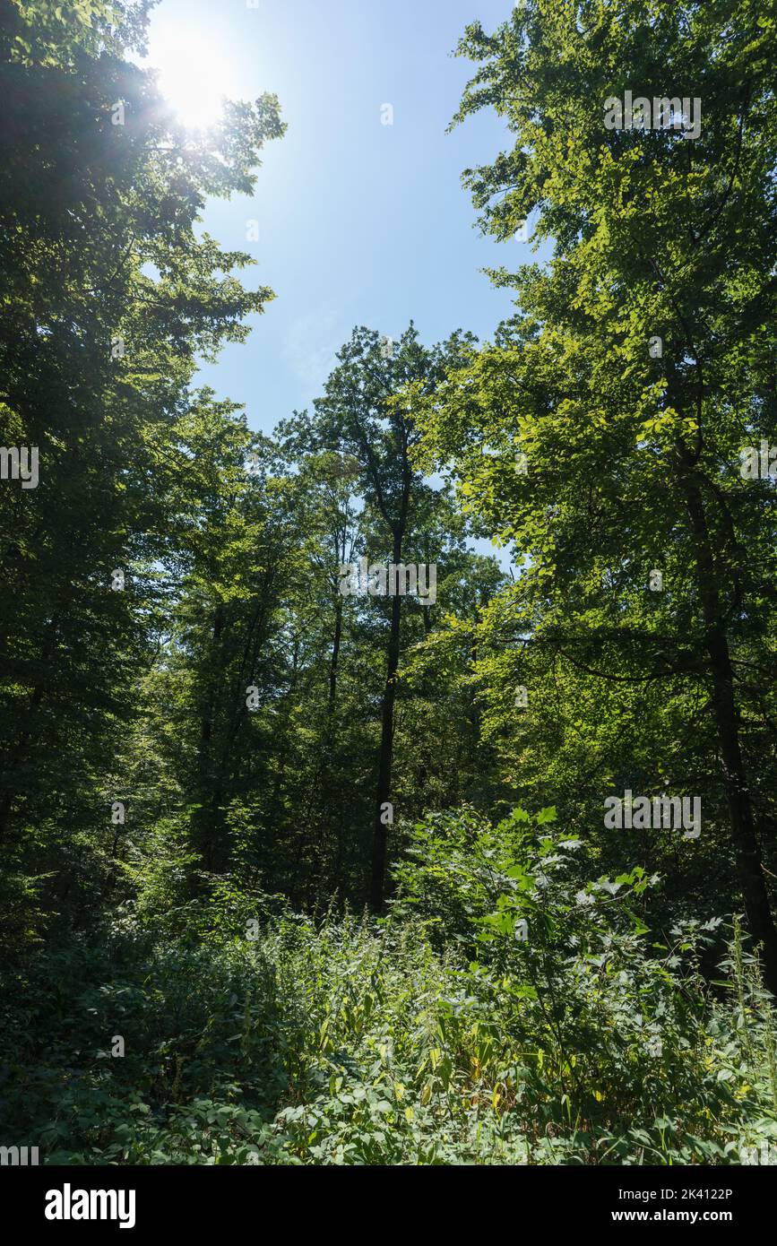 Blick in einen dichten Laubwald in einem Waldgebiet im Pfälzerwald in Süddeutschland Stockfoto