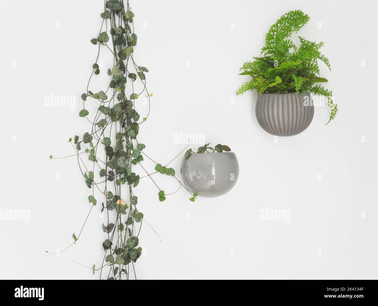 Drei Zimmerpflanzen auf weißem Hintergrund - eine Fluffle Fern, eine Reihe von Hörern und eine kleine pilea peperomidoides Wassermelonenpflanze in magnetischen Töpfen Stockfoto