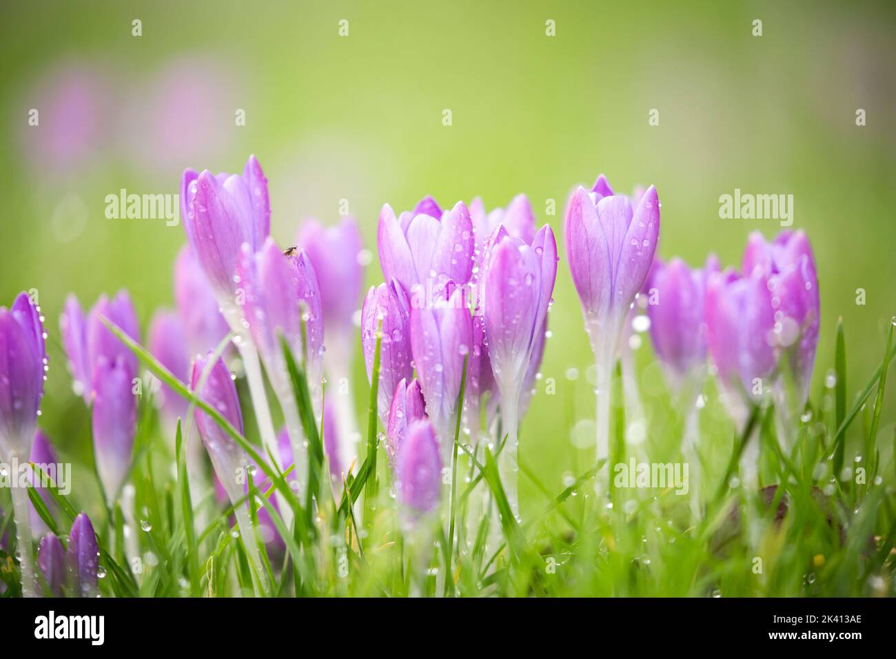 Nahaufnahme von schönen lila Krokusblüten im Frühlingsregen, wächst im Gras mit grünem natürlichen Hintergrund. Stockfoto