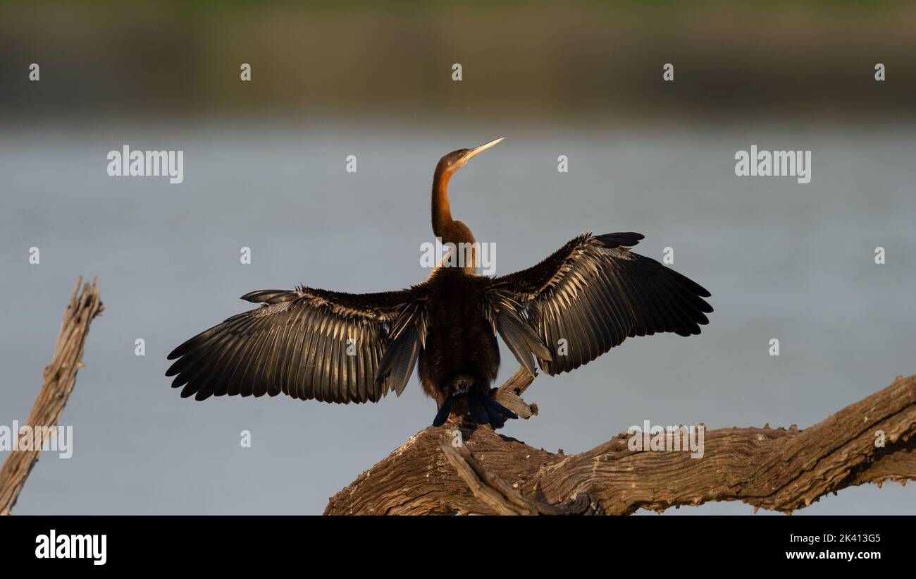 African Darter (Anhinga rufa) Pilanesberg Nature Reserve, Südafrika Stockfoto