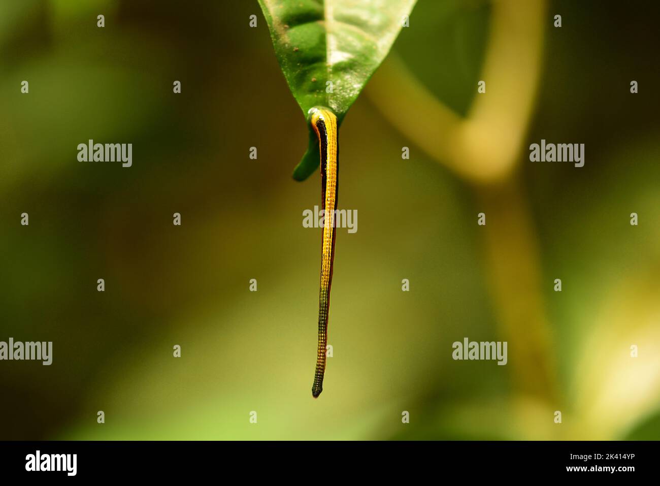 Nahaufnahme eines Tiger Leech (Haemadipsa picta) in einem Blatt. Sabah, Borneo Stockfoto