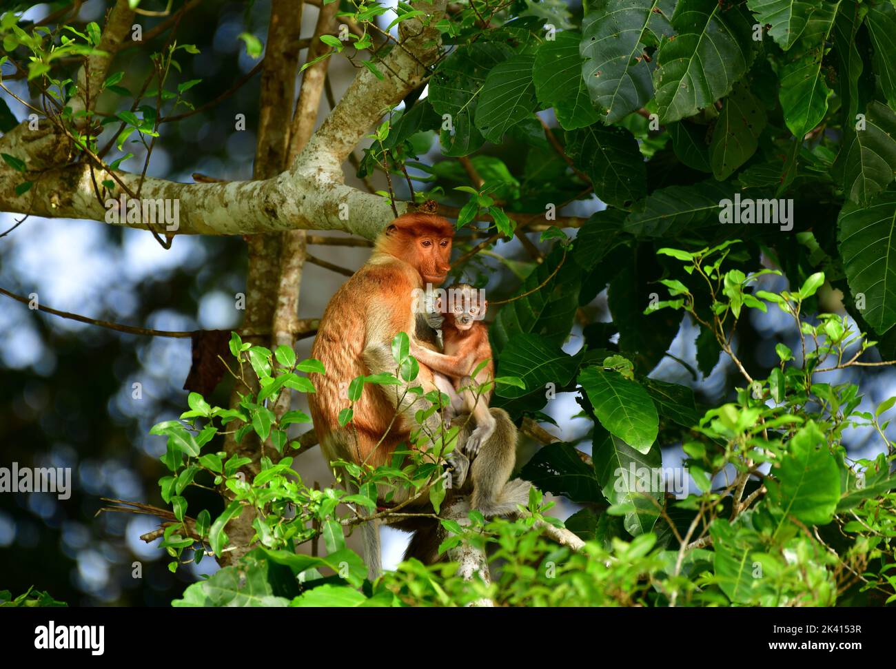 Proboscis Monkey (nasalis larvatus) Weibchen mit Baby in einem Baum. Kinabatangan River, Sabah, Borneo Stockfoto