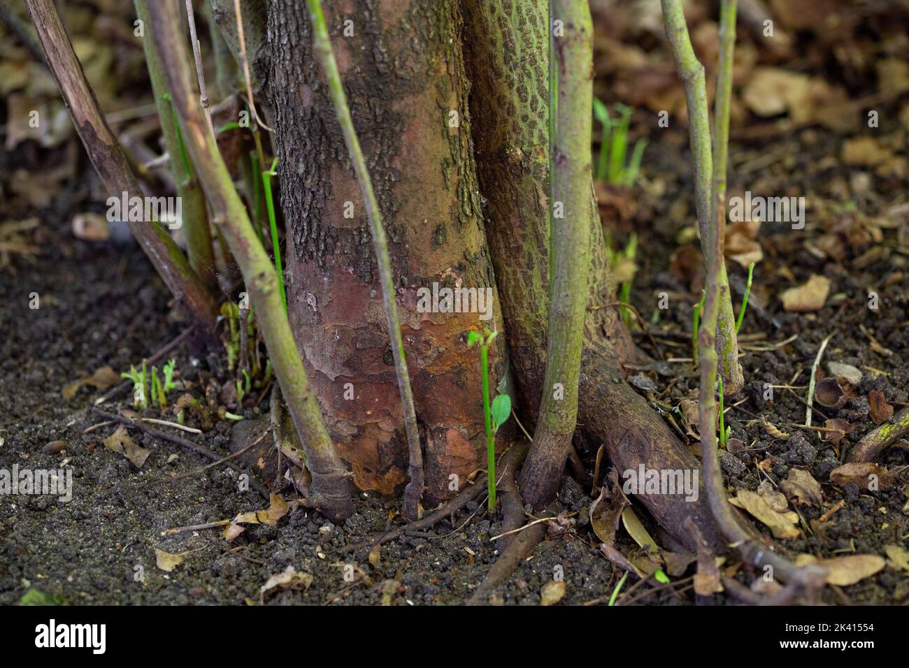 Cornus sanguinea Stammbasis Stockfoto