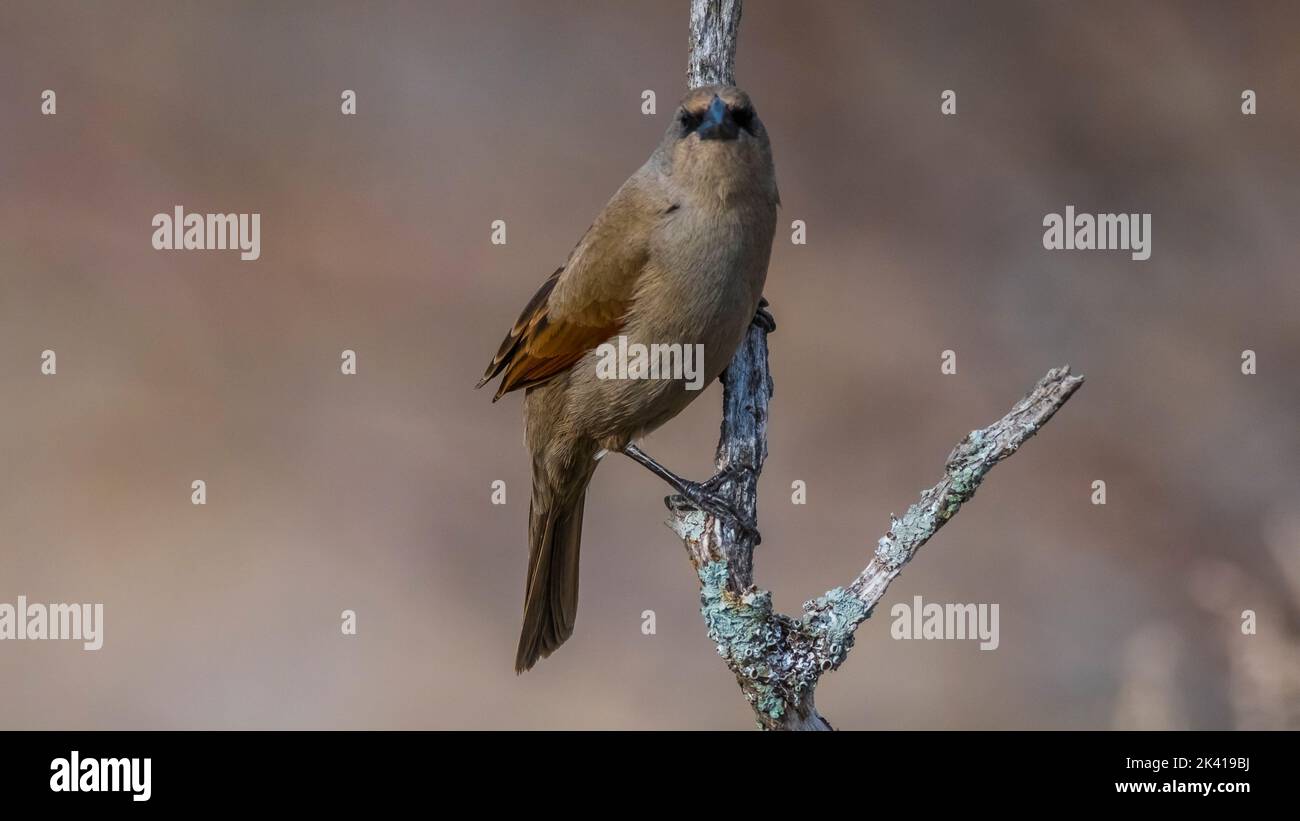 Baygeflügelter Kuhvögel, Agelaioides badius, Calden Forest, La Pampa, Argentinien Stockfoto