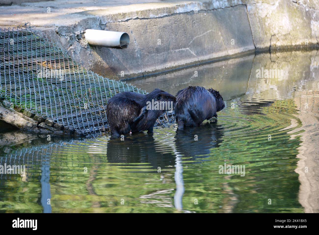 Biber-Familie Stockfoto