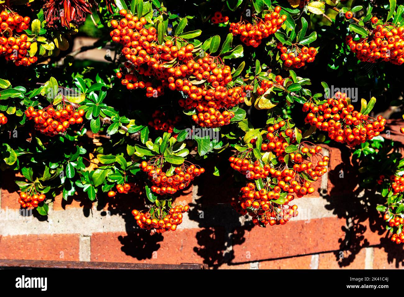 Masse an roten Beeren auf diesem herbstlichen Hahnhornbusch. Weißdornbeeren sind kleine Früchte, die auf Bäumen und Sträuchern wachsen Stockfoto