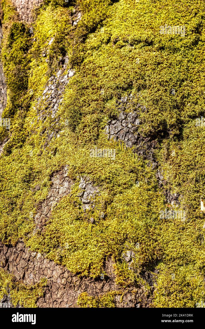 Grüne gelbe Flechte auf Baumrinde. Pilze, Moos, das auf der Holzoberfläche wächst, natürlicher Hintergrund. Stockfoto