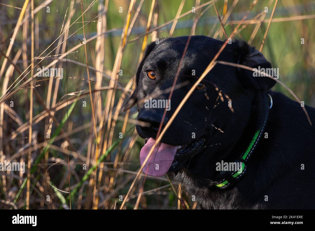 Hundesitting in einem Feld Stockfoto