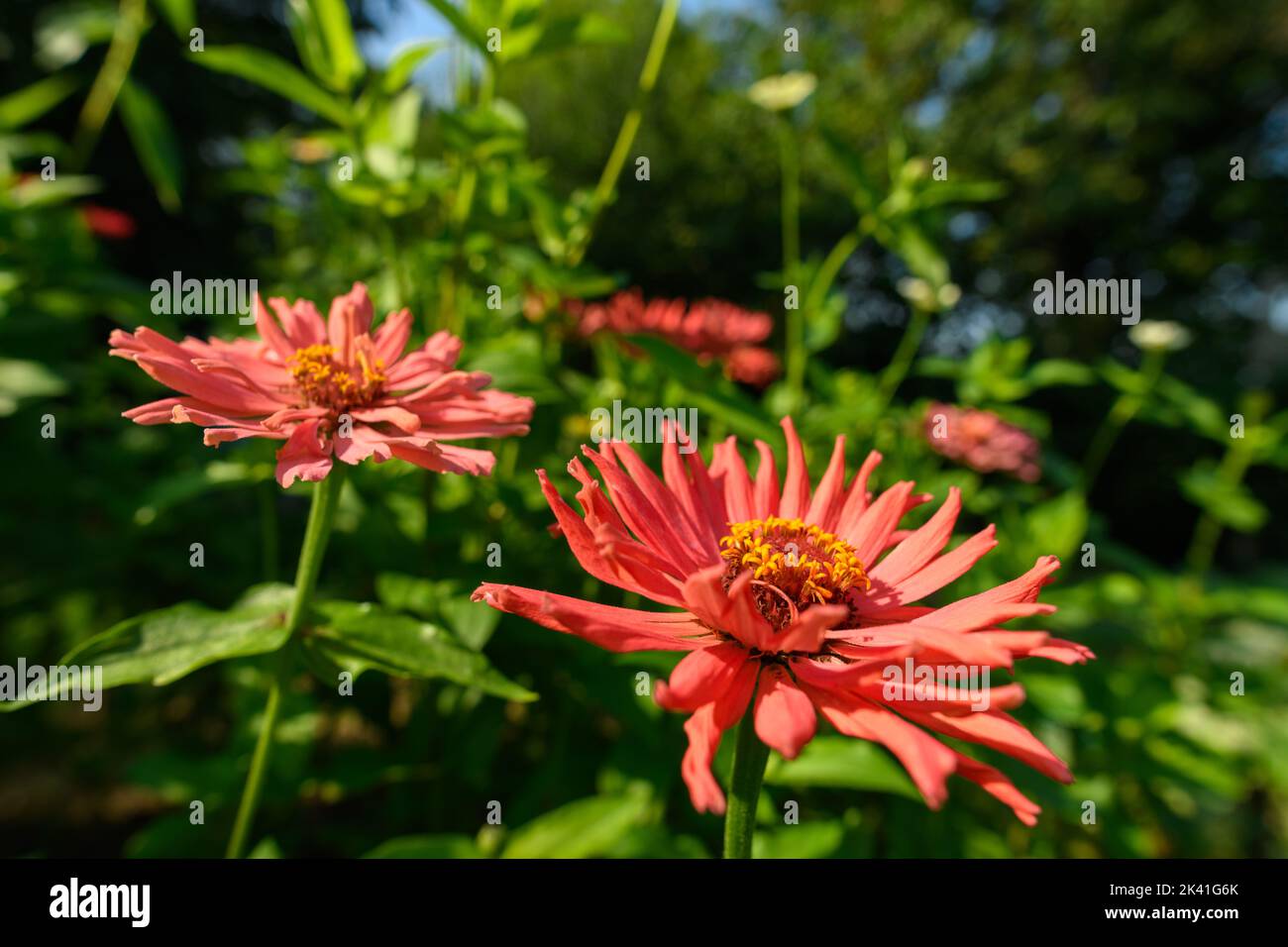 Zinnia blüht. Wunderschöne dunkelorange gefärbte Zinnia-Pflanzen. Blumengarten schneiden. Stockfoto