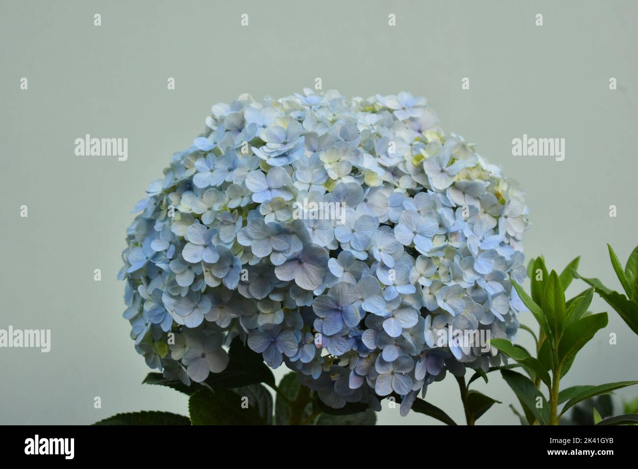 Eine hellblaue Hortensia. Hortensia macrophylla. Stockfoto