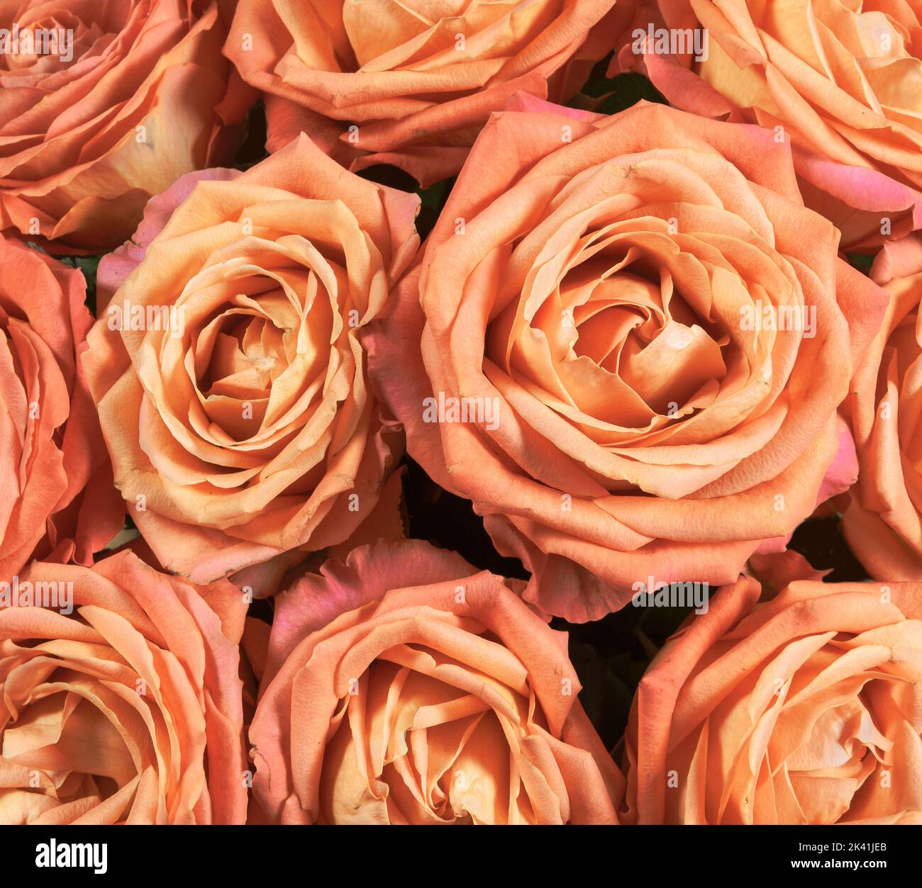 Orangefarbener Rosenstrauß. Floraler Hintergrund. Stockfoto