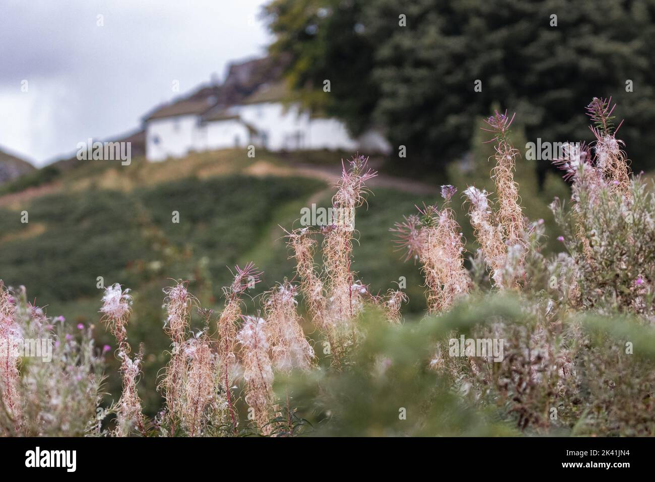Rosebay Weidenkraut oder Feuerkraut, Chamaenerion angustifolium, sät im Herbst auf dem Ilkley Moor in White Wells, West Yorkshire, England, Großbritannien Stockfoto