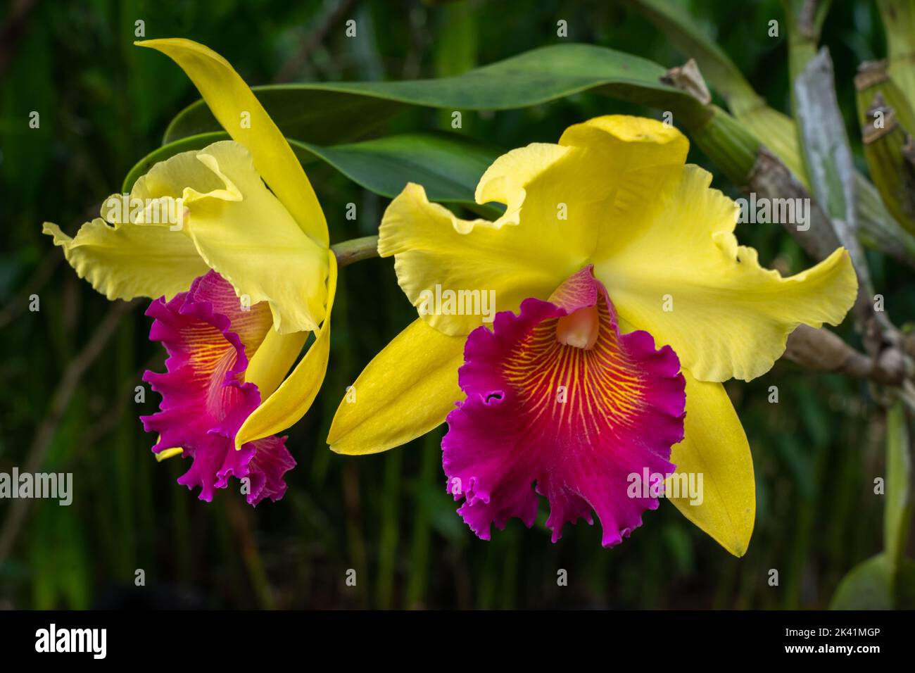 Nahaufnahme der schönen leuchtend gelben und lila cattleya Hybrid Orchideenblüten auf natürlichem Hintergrund Stockfoto