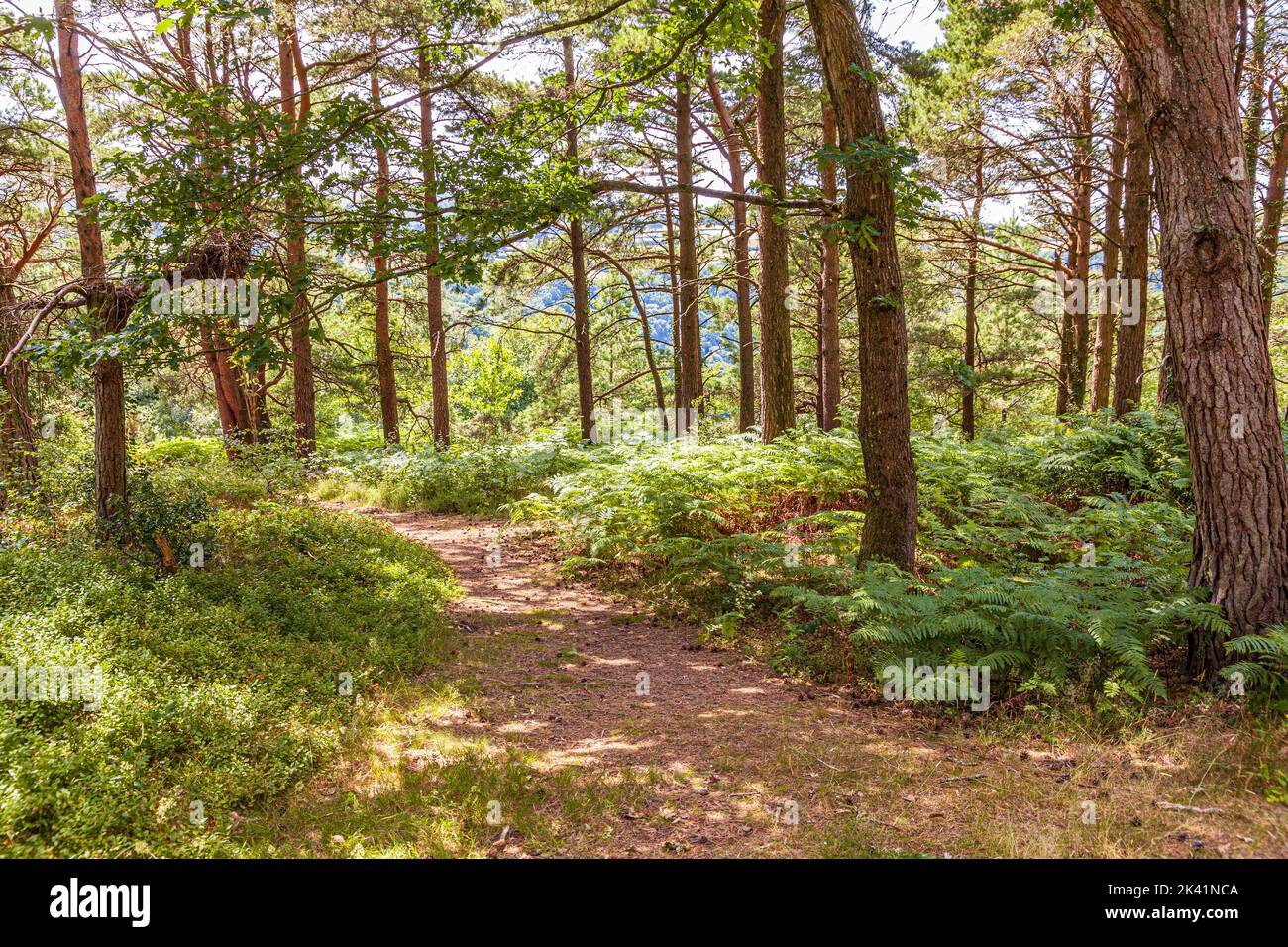 Ein Waldspaziergang im Sommer durch Kiefernwälder bei Webbers Post in der Nähe von Luccombe im Exmoor National Park, Somerset UK Stockfoto