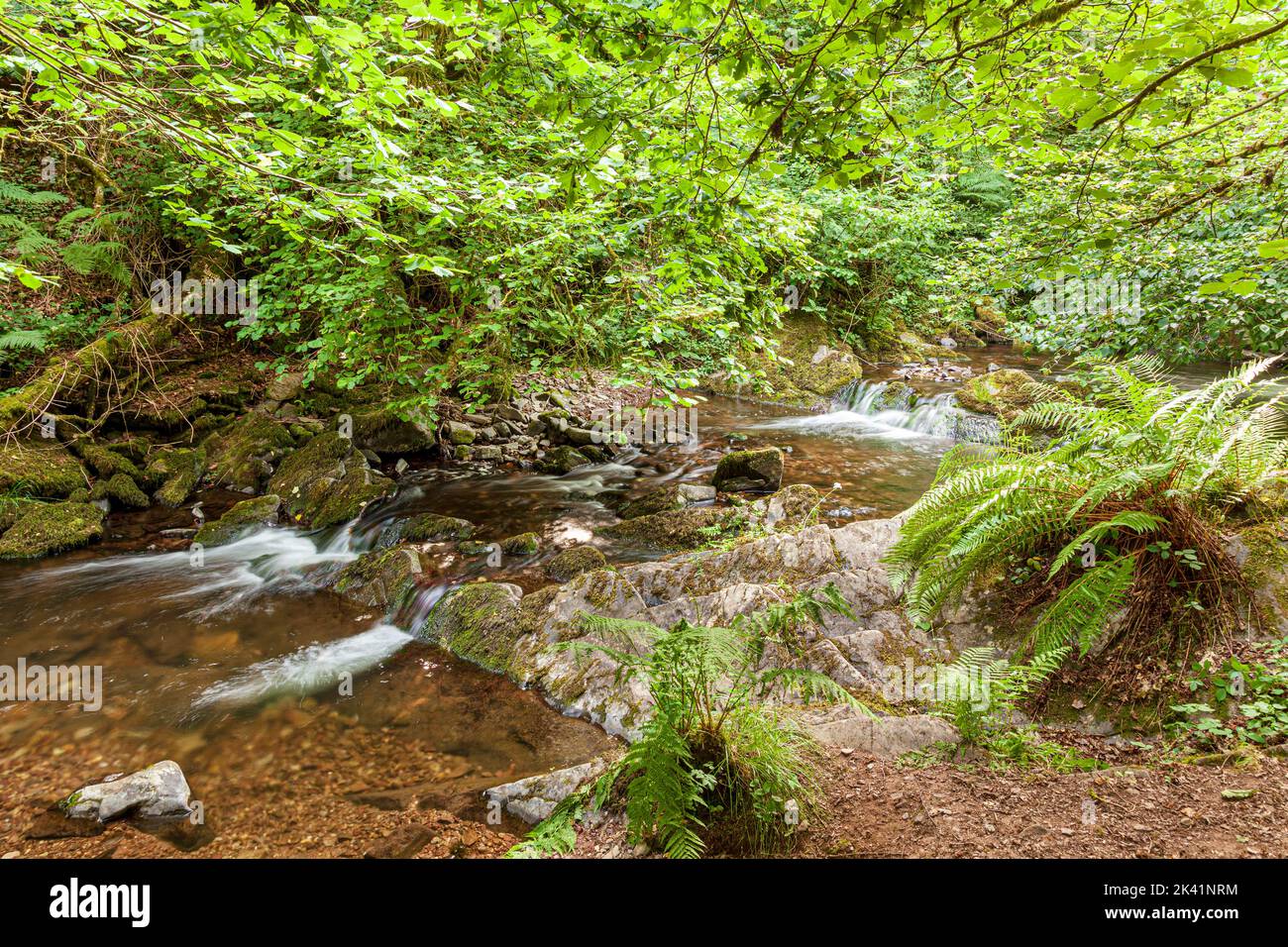 Horner Wasser fließt durch Horner Wood NNR in der Nähe von Stoke Pero im Exmoor National Park, Somerset UK. The Queen's Green Canopy - Dies ist einer von 70 Ancien Stockfoto