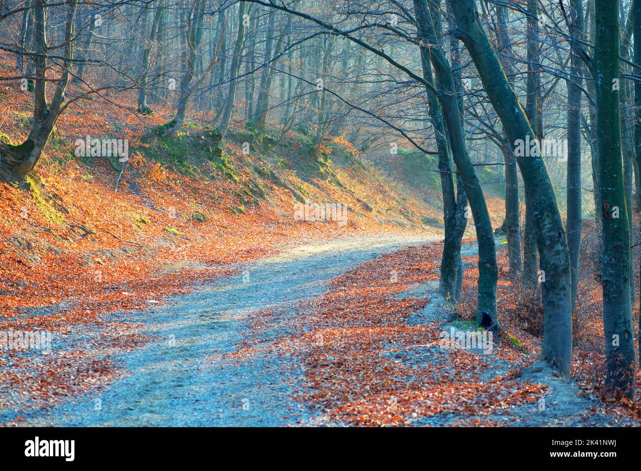 Weg durch einen Wald mit schwarzen Bäumen und Nebel Stockfoto
