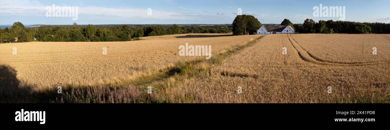 Goldenes Weizenfeld mit dänischer Scheune im Hintergrund am sonnigen Nachmittag vom öffentlichen Fußweg aus gesehen, Munkerup, Zealand, Dänemark, Europa Stockfoto