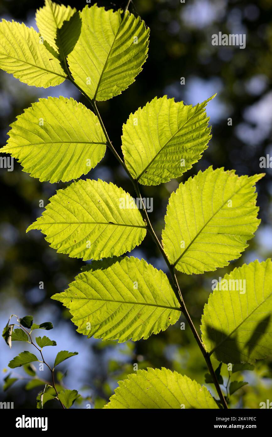 Grüne Blätter mit Hintergrundbeleuchtung, Dänemark, Europa Stockfoto