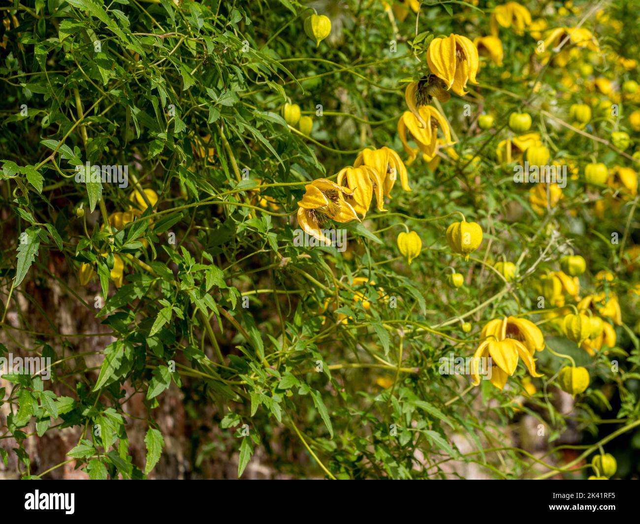 Gelbe Blüten von Clematis tangutica wachsen im Spätsommer über einer Gartenwand. Stockfoto