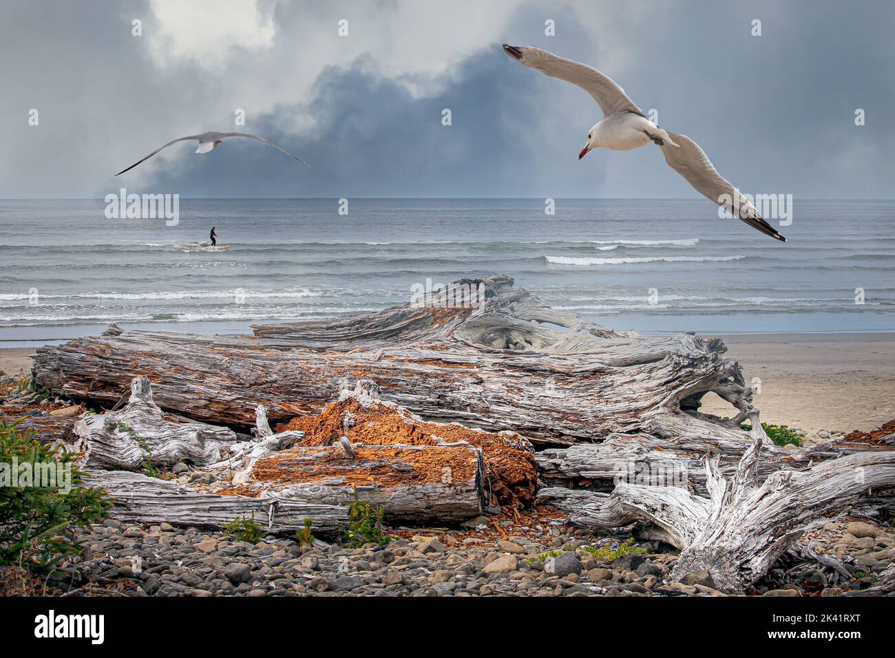 driftwood am Strand mit Möwen und einem Surfer Stockfoto