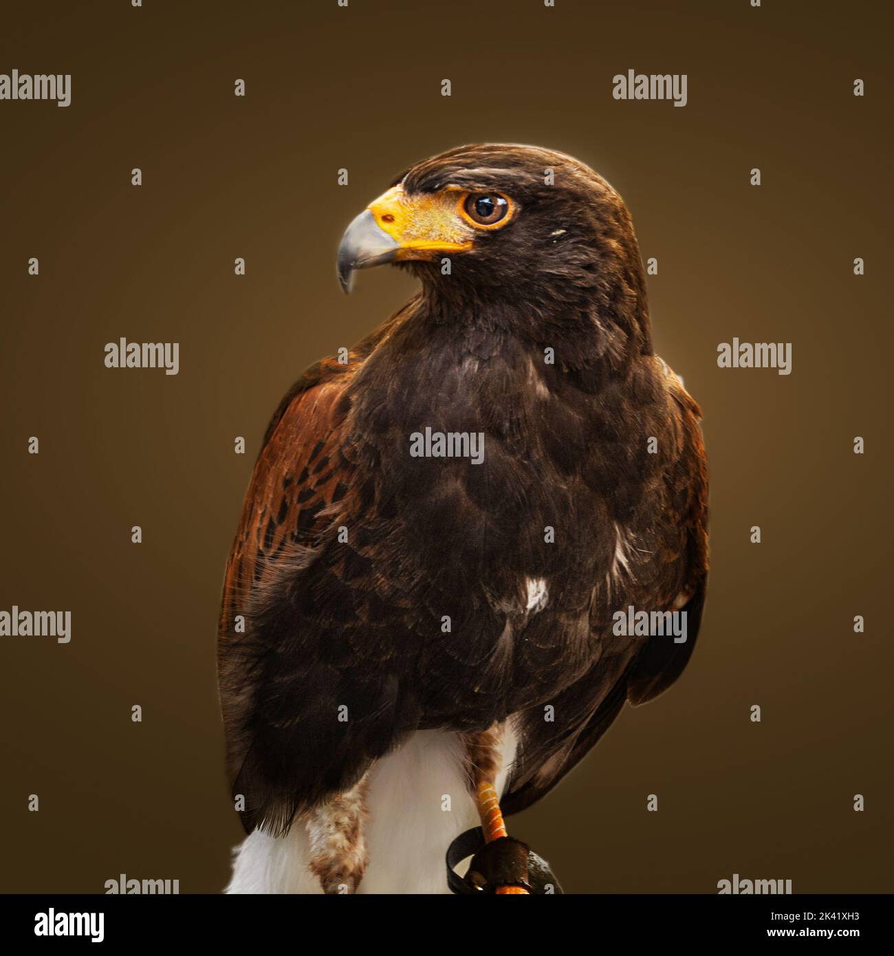 Hawk Eye. Harris Falke. Stockfoto