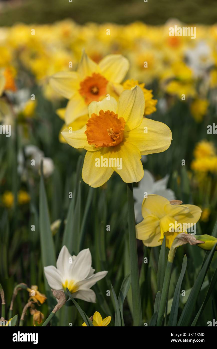 Narcissus daffodil blühende gelbe und orange Blüten im Frühjahr, blühende mehrjährige Pflanze der Familie Amaryllis Amaryllidaceae, geringe Fichtiefe Stockfoto