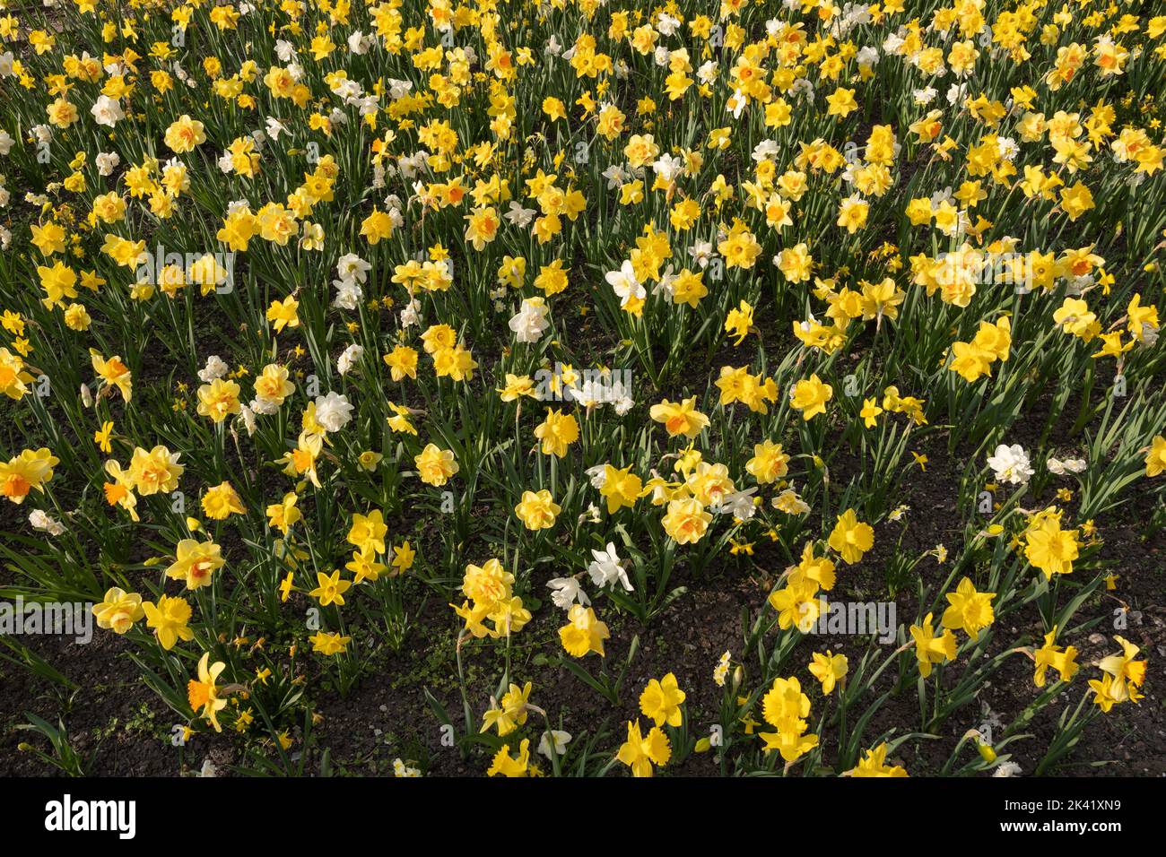 Feld von Narcissus daffodil blühende Blüten im Frühjahr, blühende mehrjährige Pflanze der Familie Amaryllis Amaryllidaceae. Stockfoto