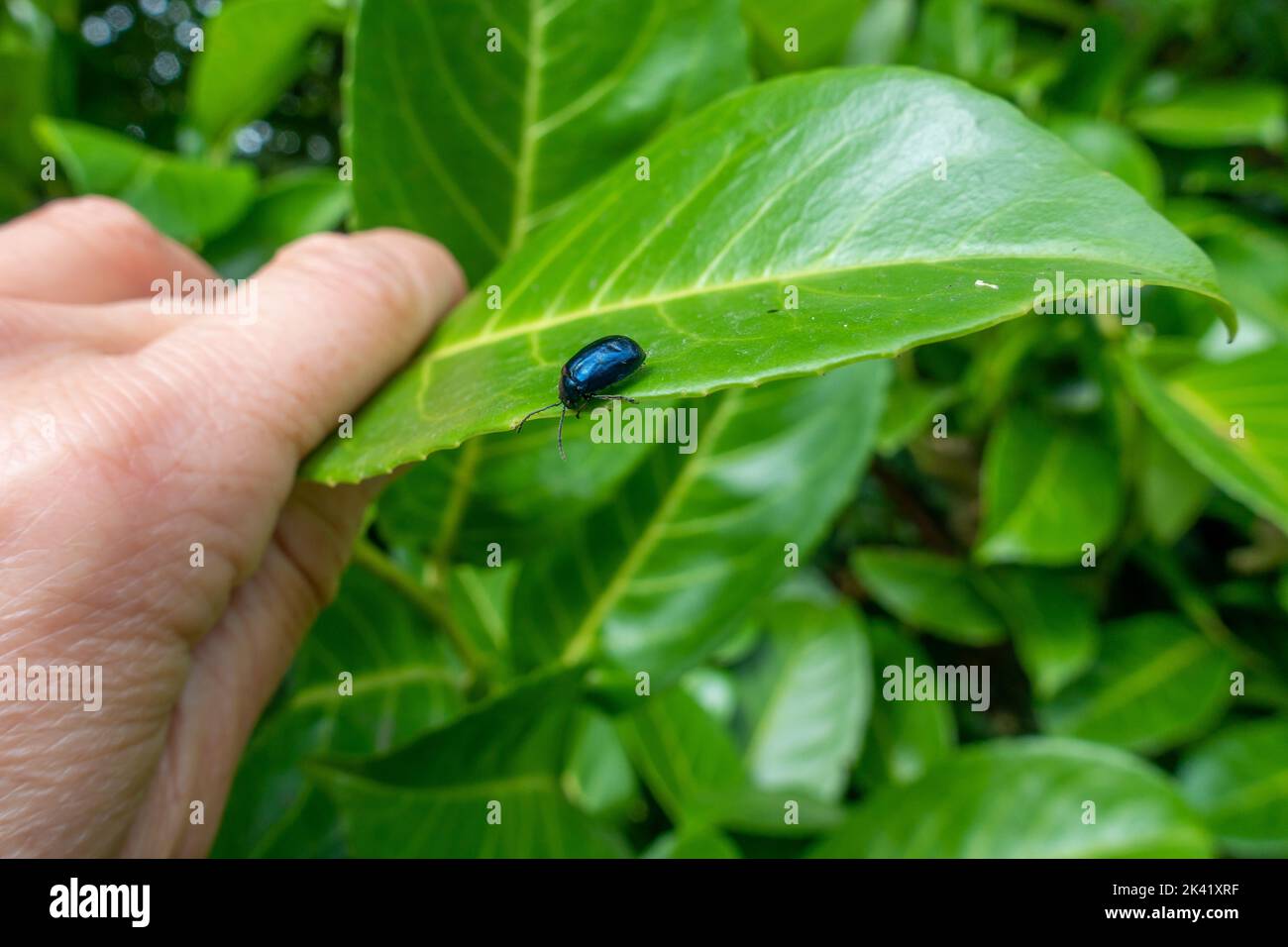 Person, die ein Blatt hält, um einen Erlenblattkäfer (Agelastica alni), Yorkshire, England, britische Tierwelt zu sehen Stockfoto