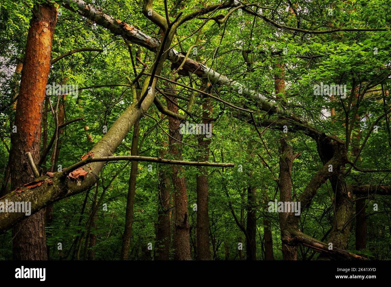 Mischwald ruhige Landschaft mit gebrochenen Bäumen, die sich gegenseitig vom Fallen auf den Boden und dichten grünen Laub unterstützen, Masovia Region in Polen. Stockfoto