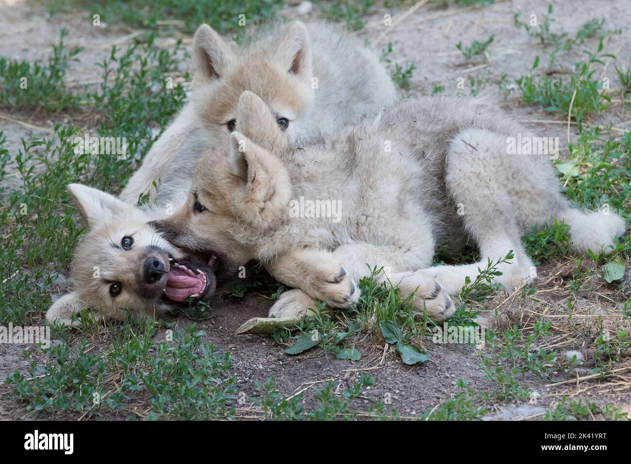 Arctic Wolf Welpen spielen Stockfoto