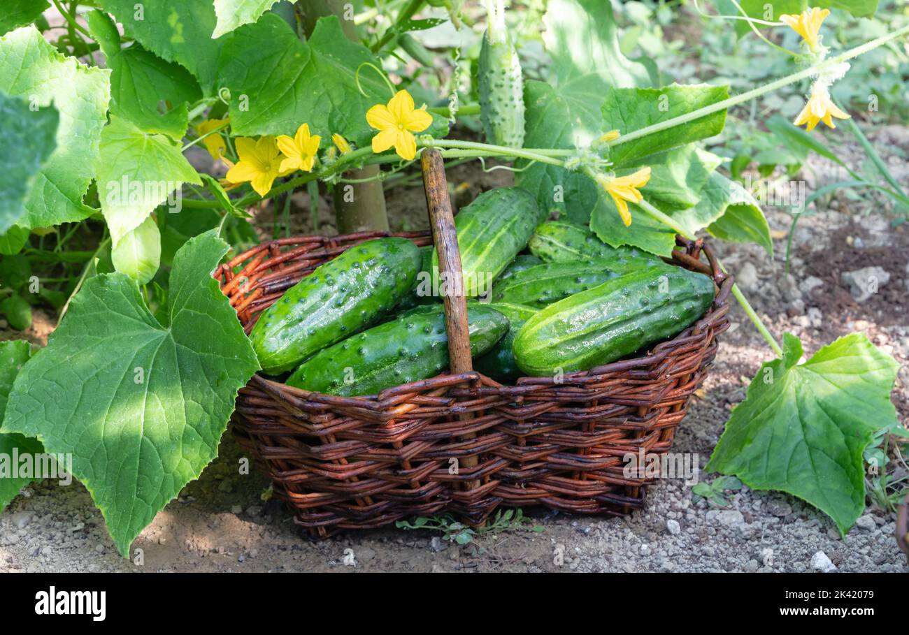 Gurken in einem Korb Stockfoto