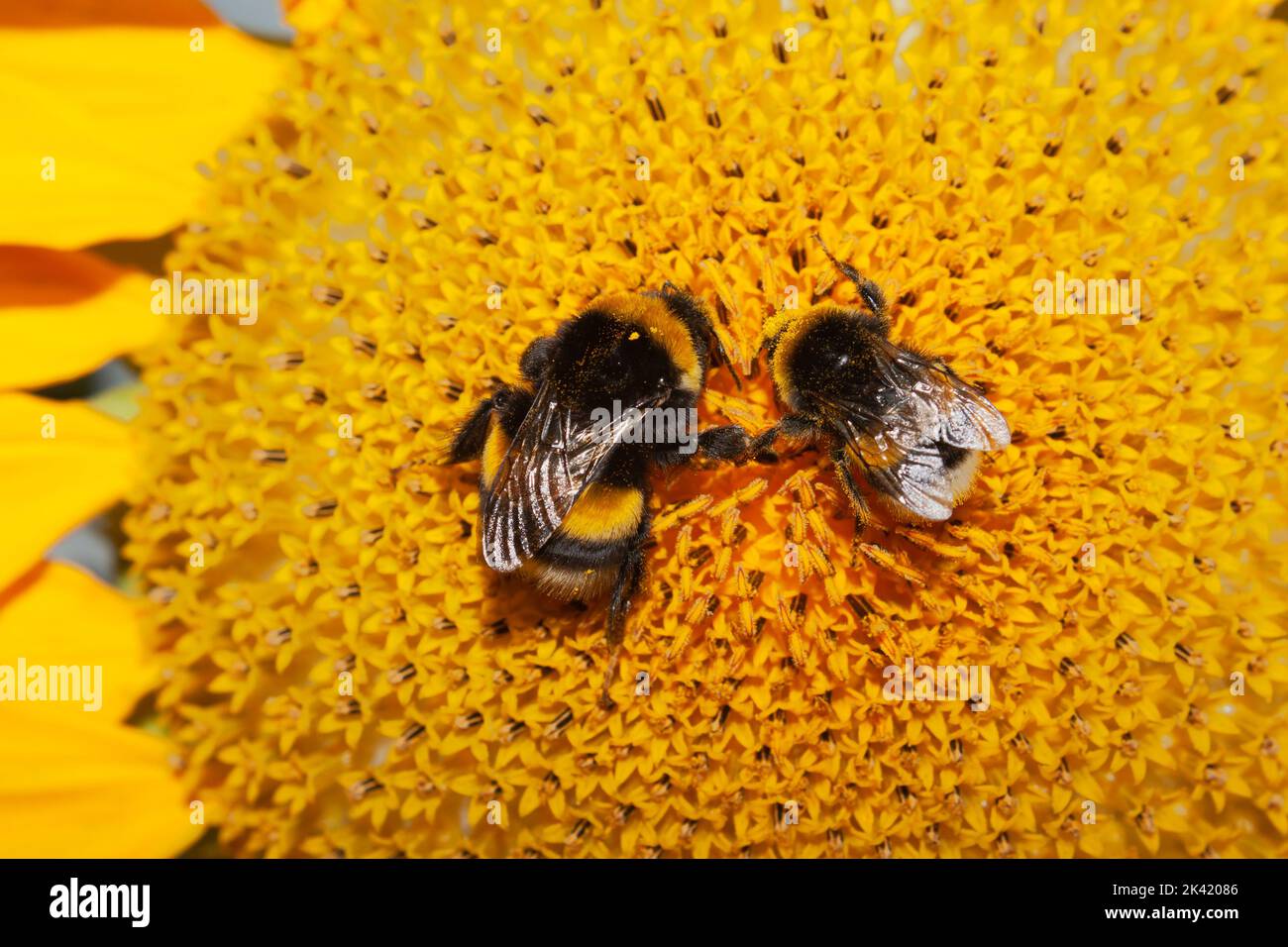 Hummeln auf Sonnenblume Stockfoto