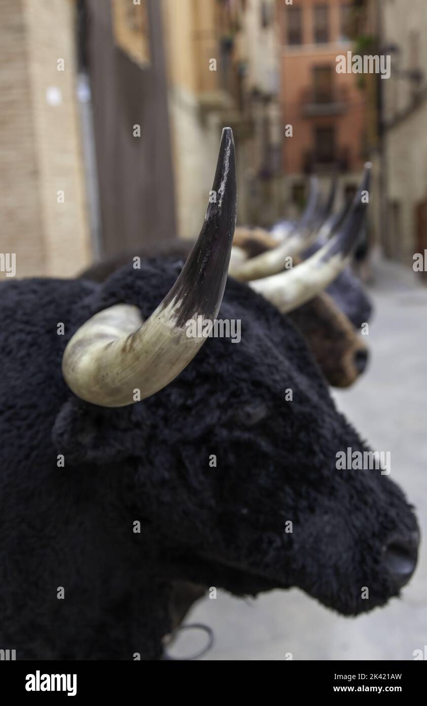 Detail des wilden und gefährlichen Tieres, spanische Tradition Stockfoto