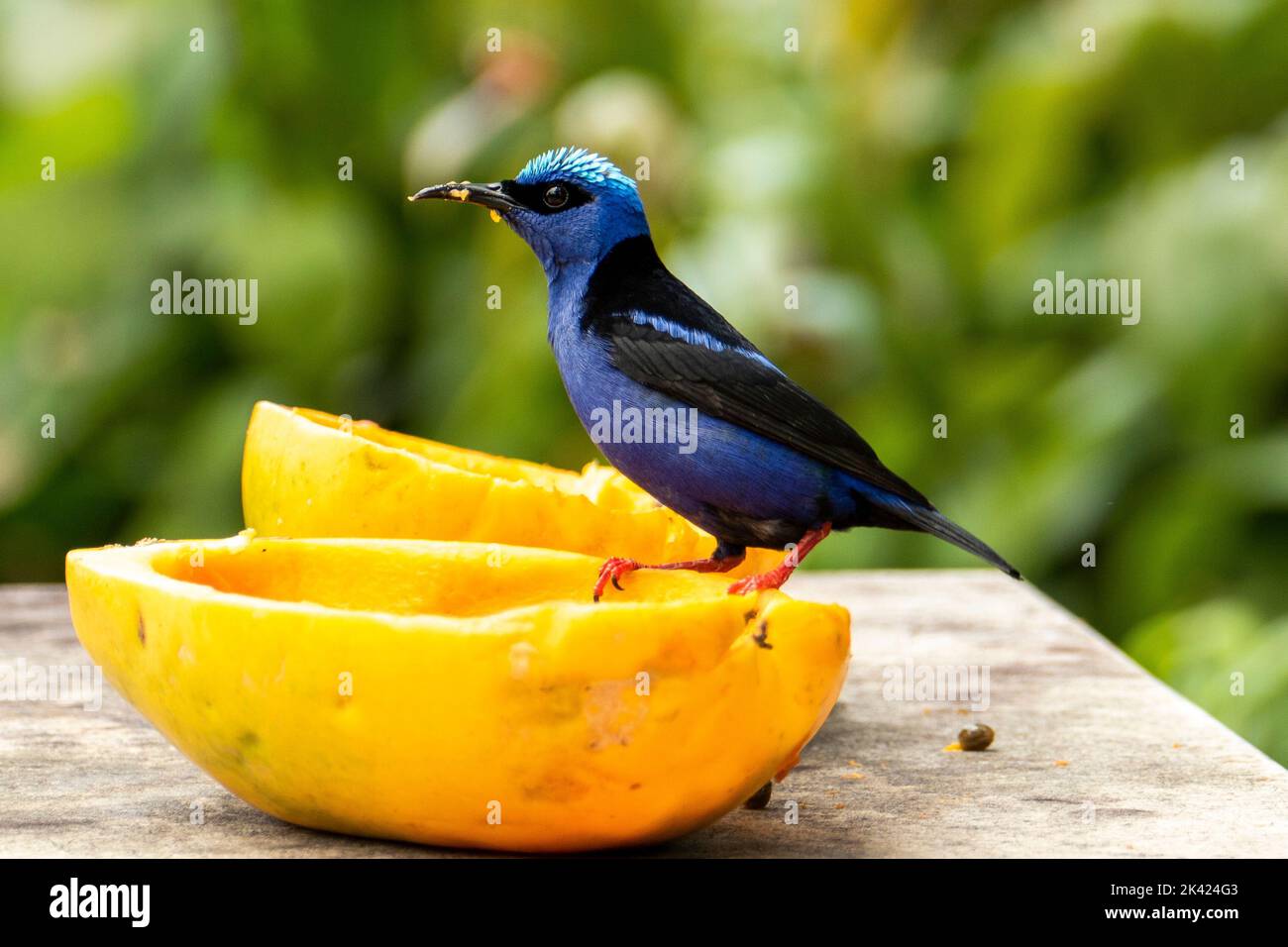 Der rotbeinige Honigbär (Cyanerpes cyaneus) ist eine kleine singvogelart aus der Tanagerfamilie (Thraupidae). Es ist im Atlantischen Wald, Brasilien gefunden Stockfoto