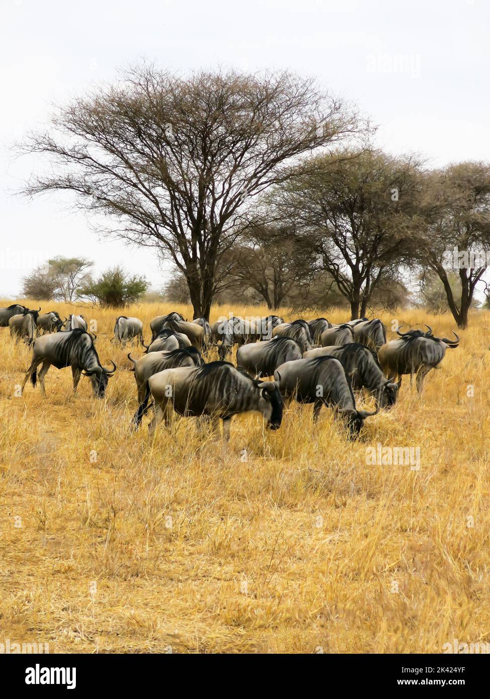 Wilde Beweidung im Tarangire National Park, Tansania, Ostafrika Stockfoto