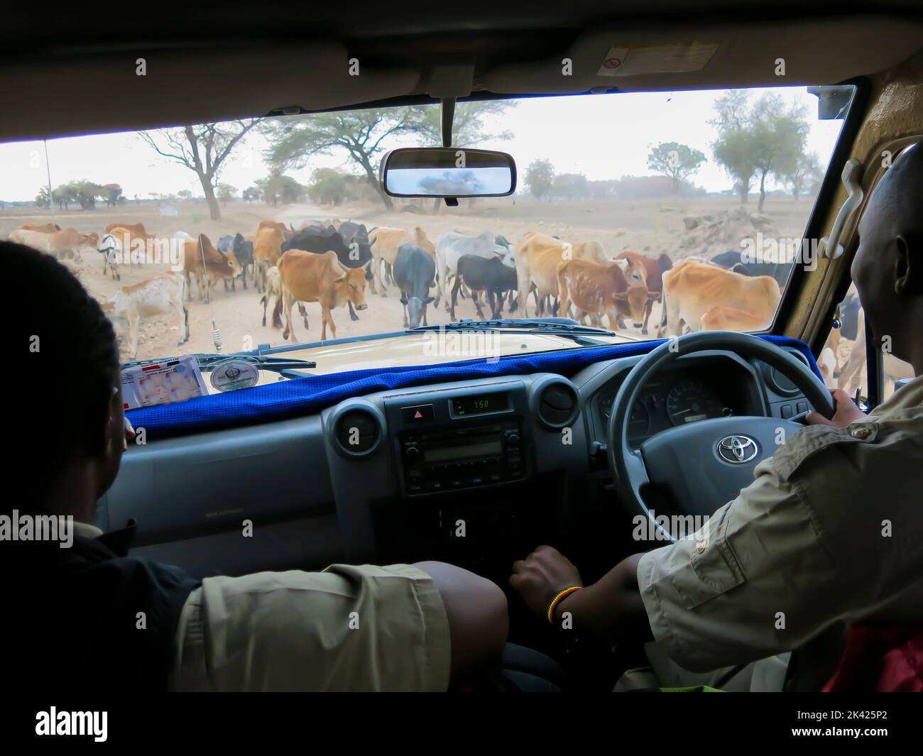 Safari Guide und Fahrer warten auf Cattle Passage Stockfoto