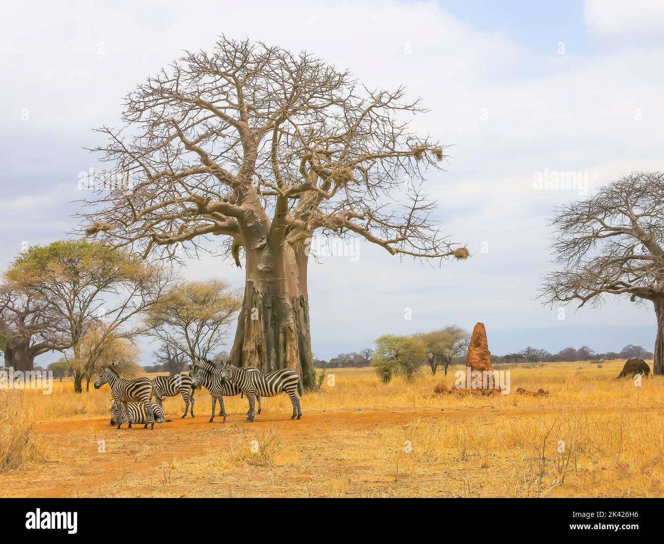 Zebras am Baobab Tree, Tarangire National Park, Tansania, Ostafrika Stockfoto