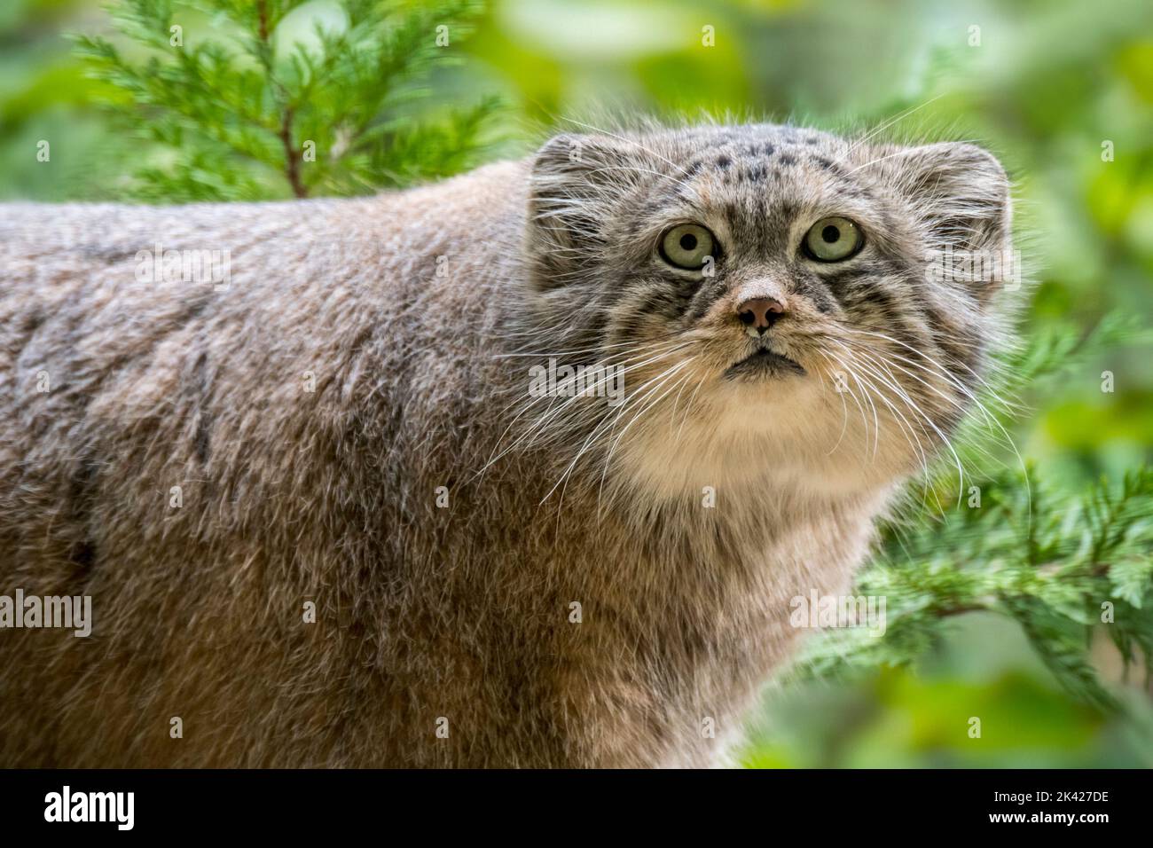 Pallas-Katze / Manul (Otocolobus manul) Wildkatze aus dem Kaukasus, Zentralasien, der Mongolei und dem tibetischen Plateau Stockfoto