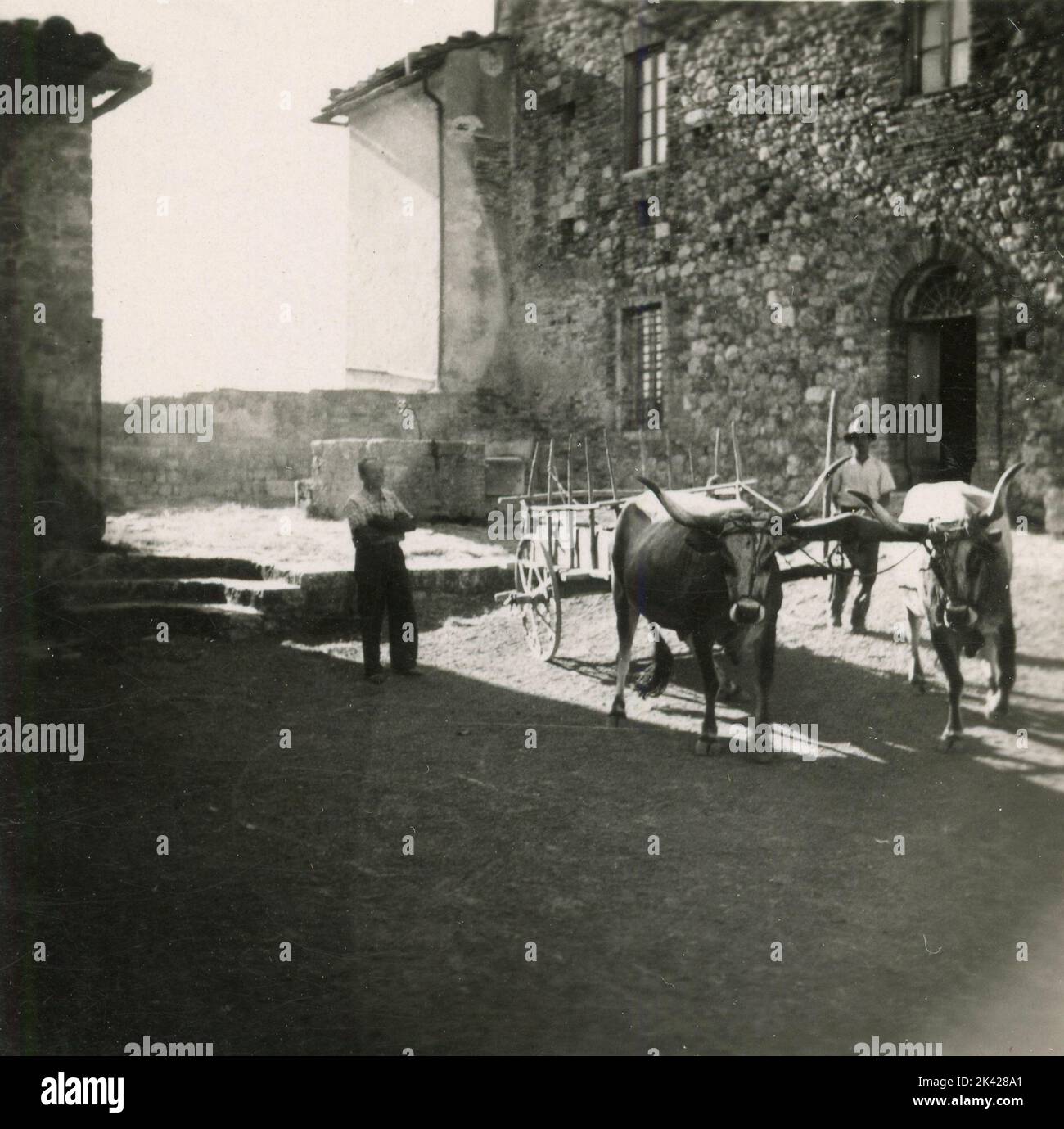 Ochsenkarren mit Bauern, Italien 1947 Stockfoto
