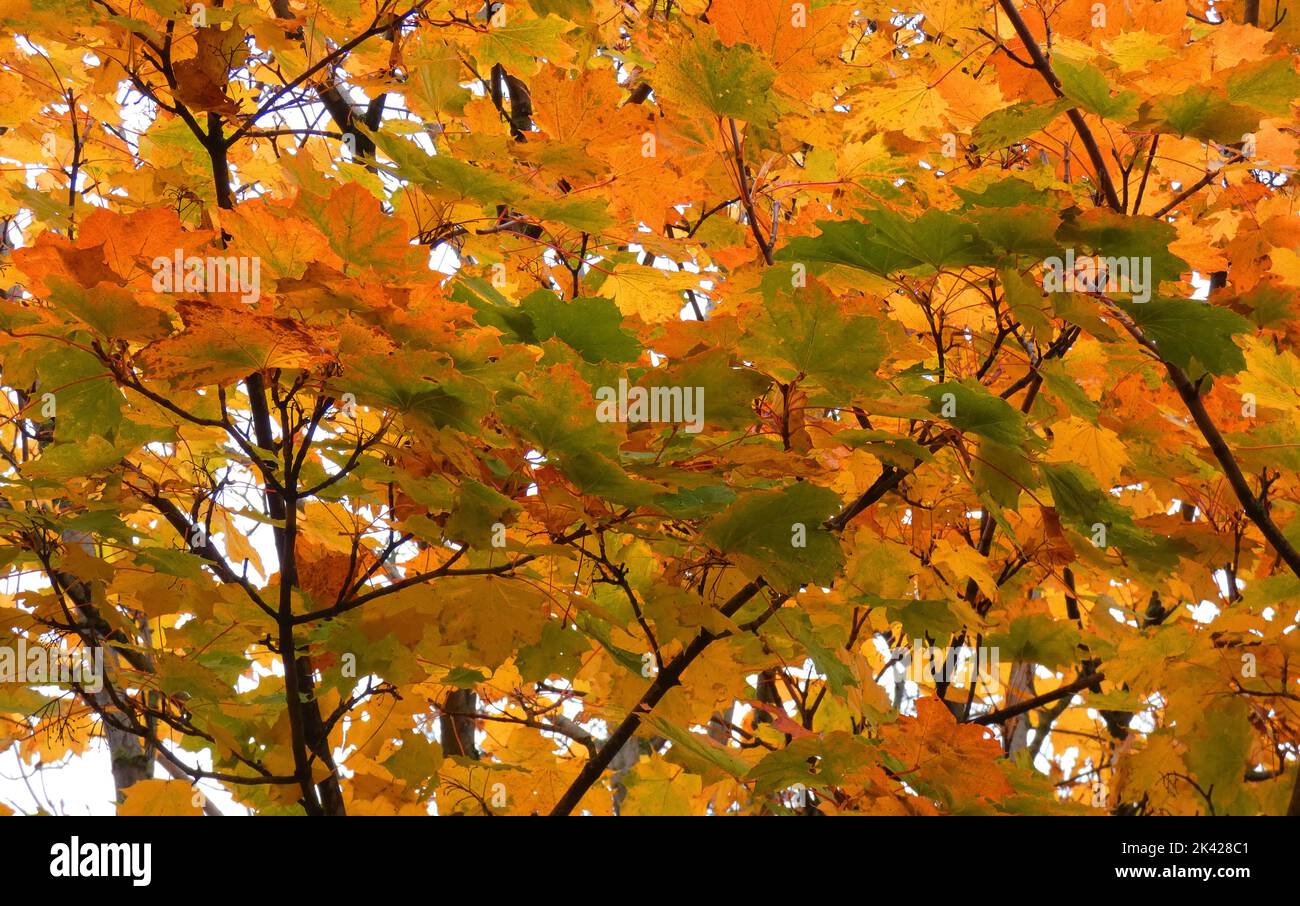 Norway Ahorn mit färbenden Blättern im Herbst. Gesehen in Wilsum, Deutschland Stockfoto