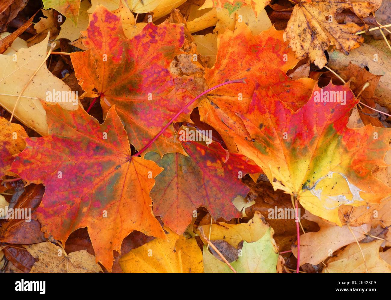 Färbende Blätter des Norwegenahorns im Herbst als Hintergrund. Eine Mischung aus Rot, Grün und Gelb Stockfoto