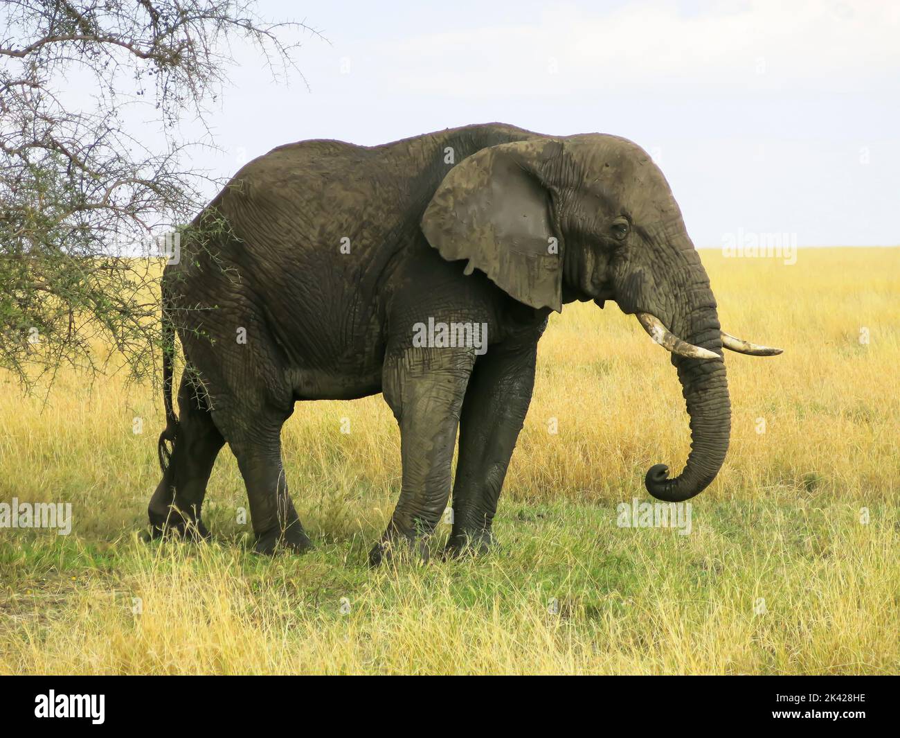 Ein Elefant in Bewegung im Serengeti-Nationalpark Stockfoto