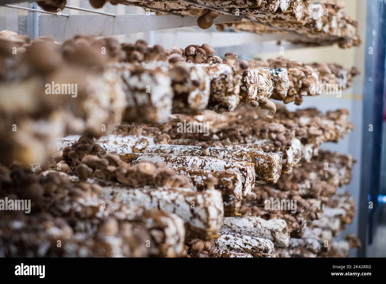Shiitake-Pilze, die in einer vertikalen Pilzfarm auf Substrat angebaut werden. Stockfoto