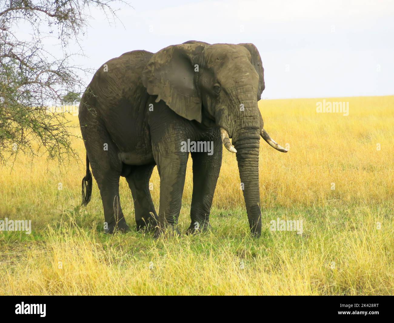 Ein Elefant in Bewegung im Serengeti-Nationalpark Stockfoto