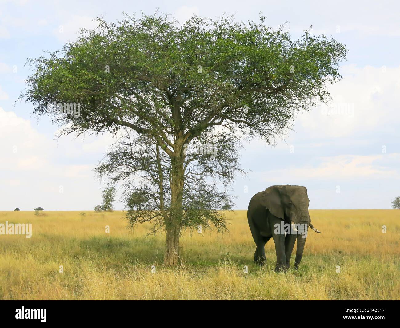 Ein Elefant in Bewegung im Serengeti-Nationalpark Stockfoto