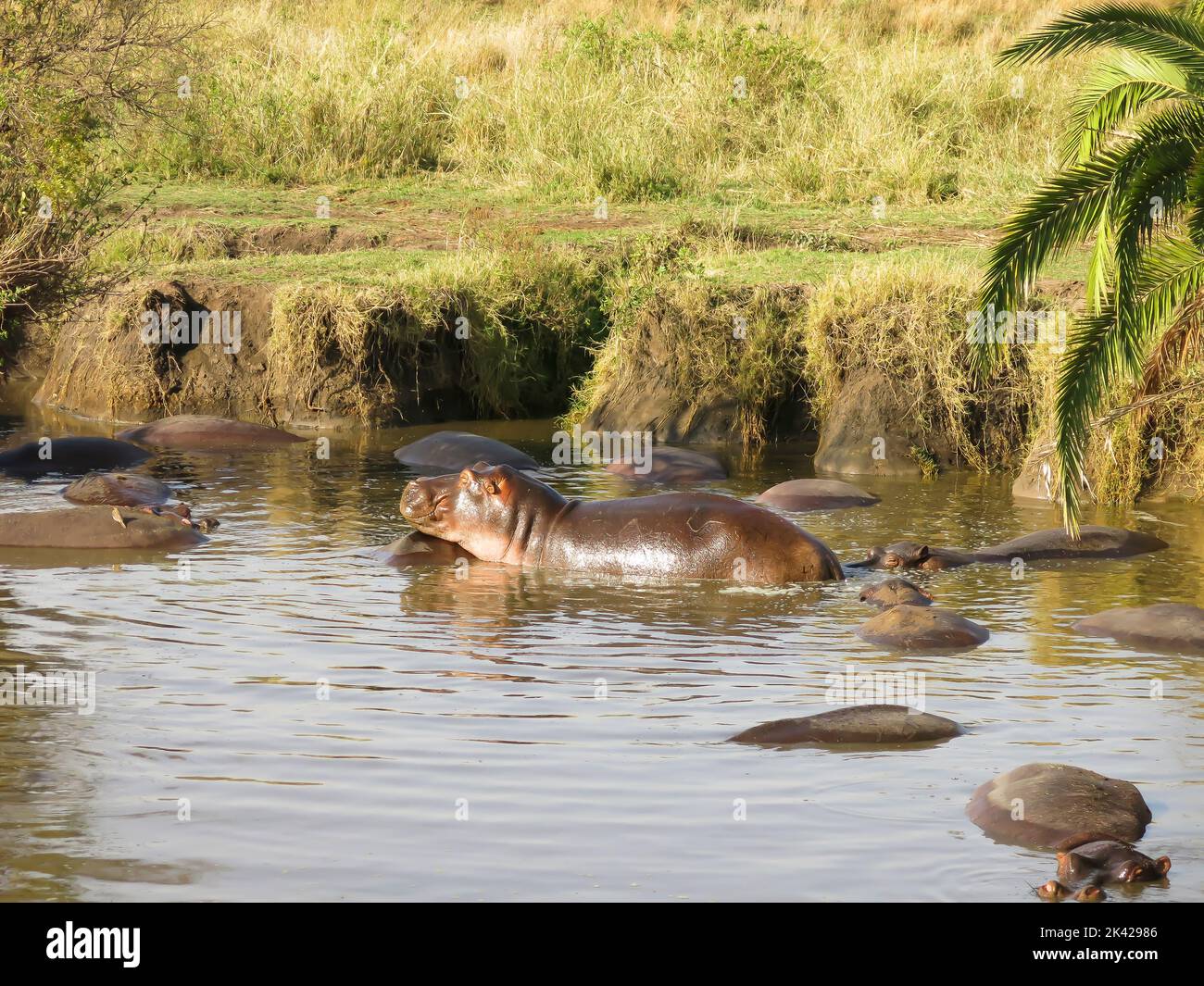 Am Hippo Pond, dem Serengeti Nationalpark, Tansania und Ostafrika ist alles ruhig Stockfoto