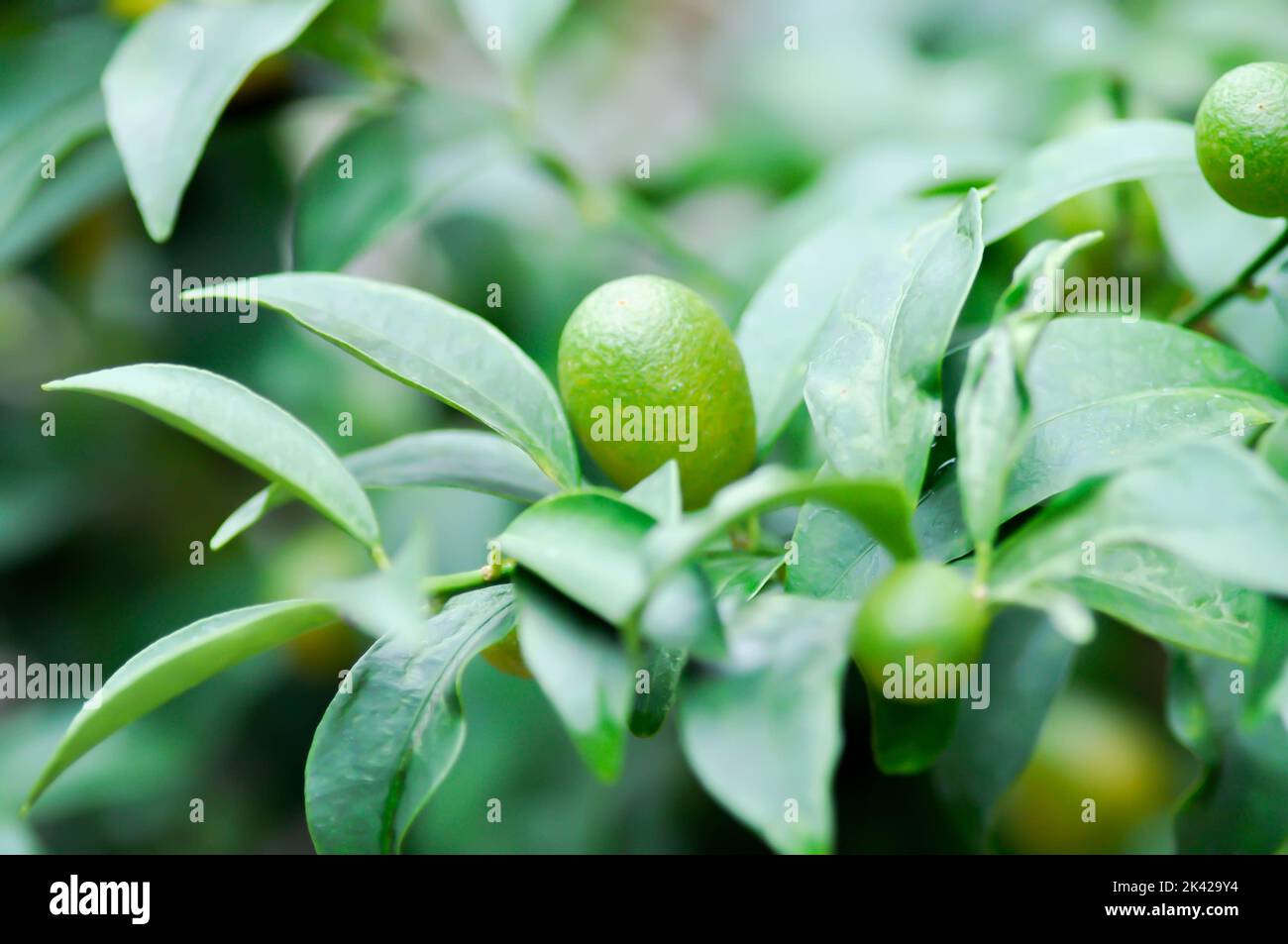 Citrus japonica Thunb oder Kumquat , Kumquat Pflanze oder Cumquats oder Citrus Japonica Thunb oder RUTACEAE Pflanze Stockfoto