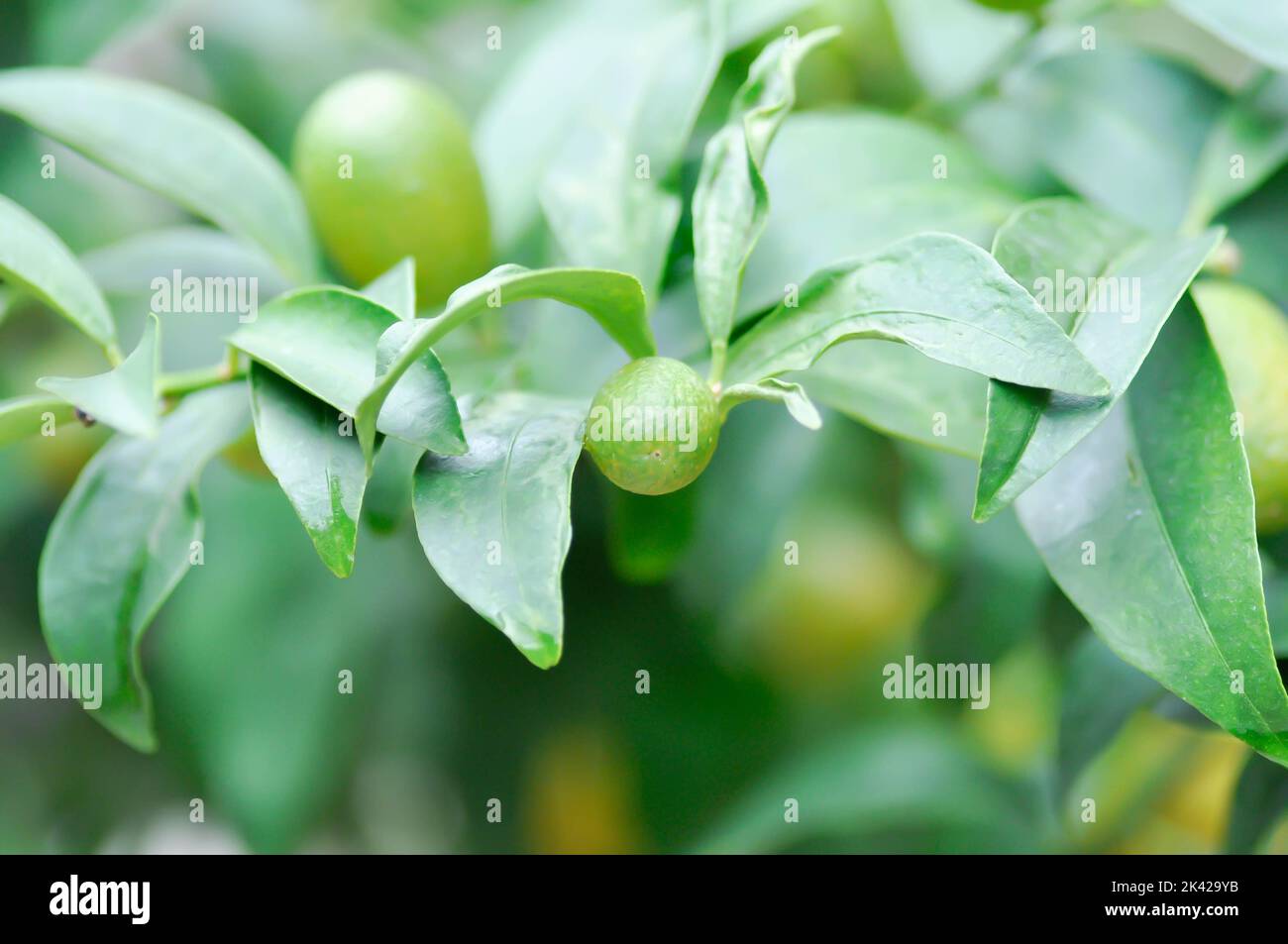 Citrus japonica Thunb oder Kumquat , Kumquat Pflanze oder Cumquats oder Citrus Japonica Thunb oder RUTACEAE Pflanze Stockfoto