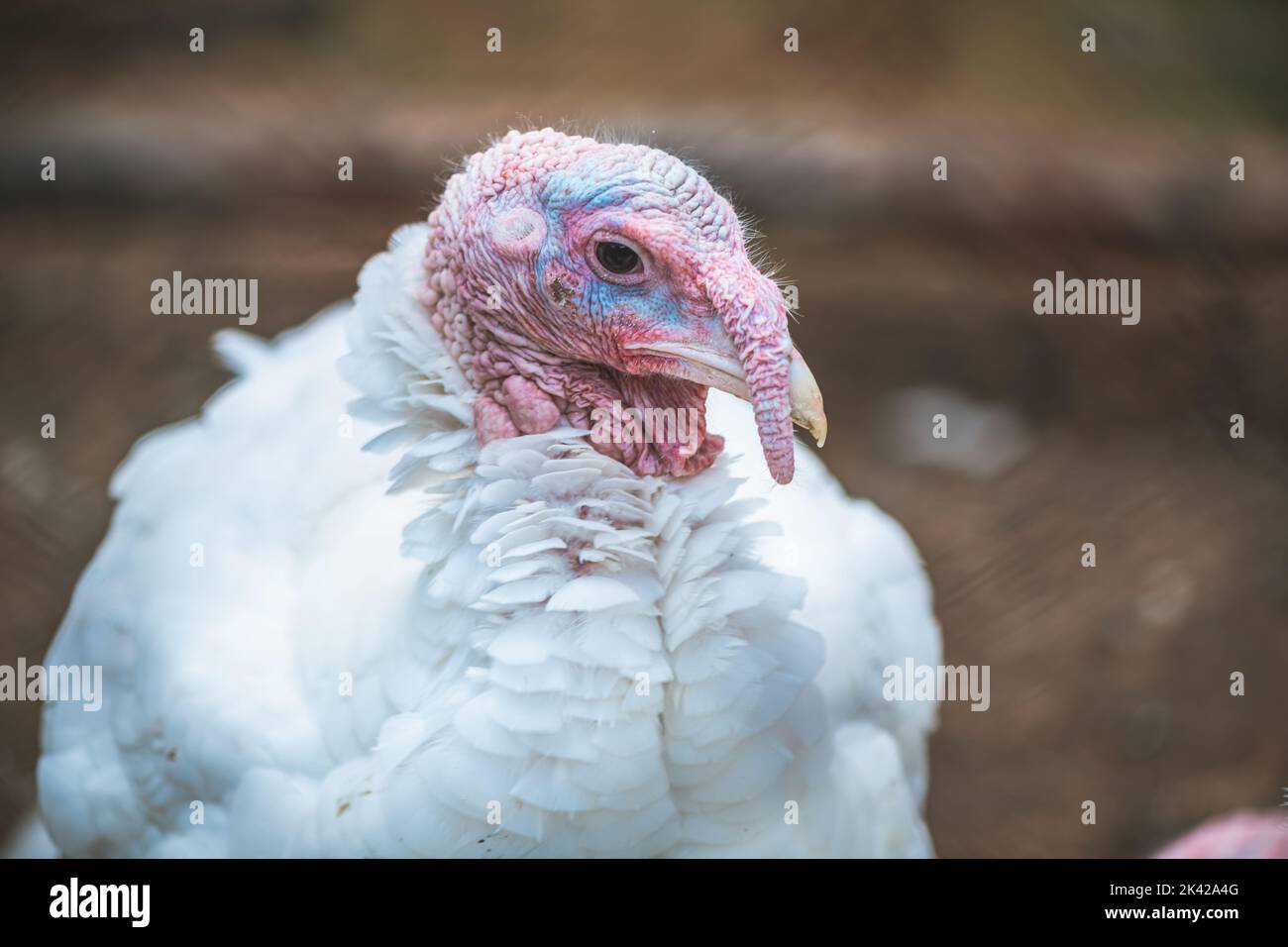 Truthähne in einem Stift, Nahaufnahme, in Gefangenschaft aufgezogen. Geflügelfarm Stockfoto