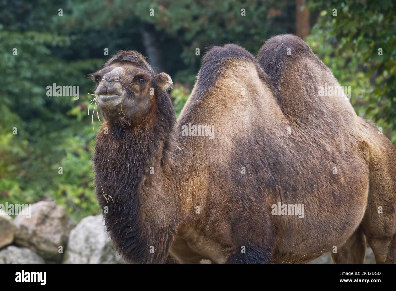 Baktrian Kamel in der Wildnis, Steinfelsen, grüne Bäume Stockfoto